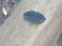 Hamadryas laodamia saurites