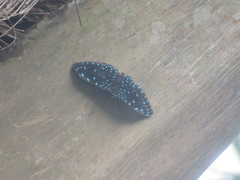 Hamadryas laodamia saurites