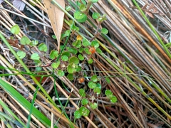 Nertera scapanioides