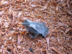 Rhinella castaneotica