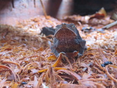 Rhinella castaneotica