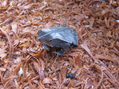 Rhinella castaneotica