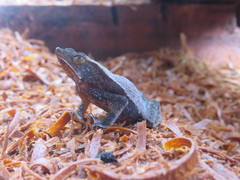 Rhinella castaneotica