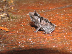 Rhinella castaneotica