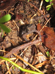 Rhinella castaneotica