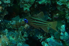 Ostorhinchus compressus