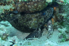 Epinephelus quoyanus