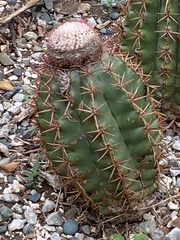 Melocactus lemairei
