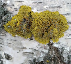 Xanthoria parietina