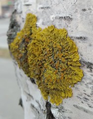 Xanthoria parietina