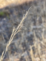 Aristida condensata