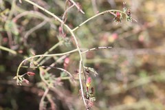 Lechenaultia linarioides