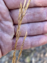 Aristida condensata