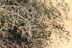 Lechenaultia linarioides