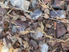 Aristida condensata