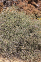 Lechenaultia linarioides