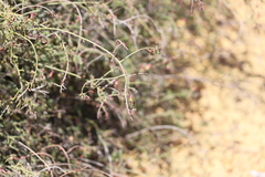 Lechenaultia linarioides