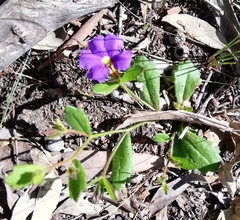 Scaevola calliptera