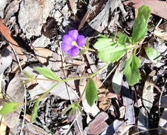 Scaevola calliptera