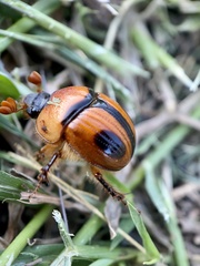 Bolbocerosoma confusum