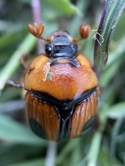Bolbocerosoma confusum