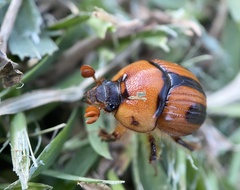 Bolbocerosoma confusum