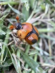 Bolbocerosoma confusum