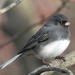 Dark-eyed Junco - Photo (c) fishhawk, some rights reserved (CC BY)