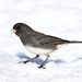 Dark-eyed Junco - Photo (c) Tom Murray, some rights reserved (CC BY-NC)