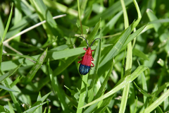 Thonalmus chevrolati