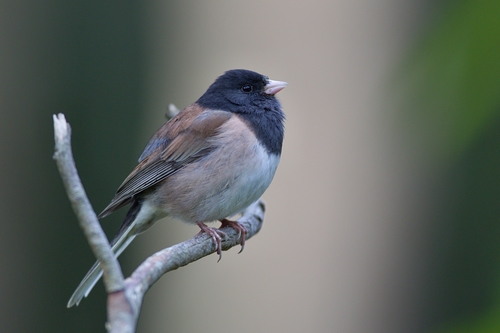 Dark-eyed Junco, photo 10 of 10