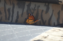 Limenitis archippus watsoni