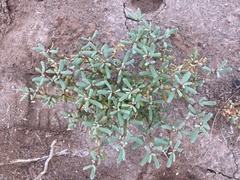 Sesuvioideae