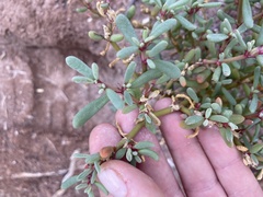 Sesuvioideae