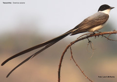 Fork-Tailed Flycatcher photo 6