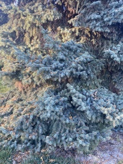 Picea pungens