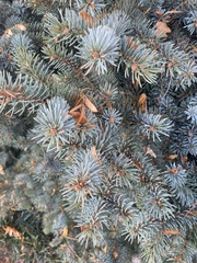 Picea pungens