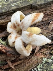 Ladenbergia macrocarpa