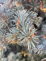 Picea pungens