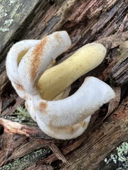 Ladenbergia macrocarpa