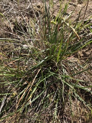 Carex triquetra