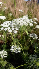 Ammi