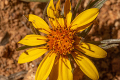 Chaetanthera chilensis