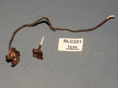 Polyporus guianensis