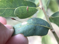 Andricus pedicellatus