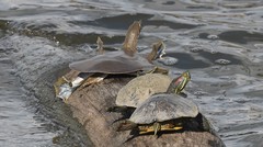 Apalone mutica mutica