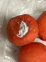 Penicillium italicum