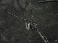 Accipiter striatus chionogaster
