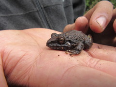 Craugastor laevissimus