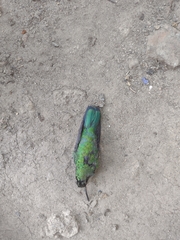 Chlorostilbon lucidus